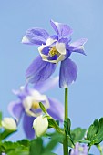 Columbine, Aquilegia flabellata var pumila Atlantis, Mauve coloured flower growing outdoor.