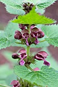 Deadnettle, Giant deadnettle, Lamium orvala, Side view of red coloured flowers growing outdoor.