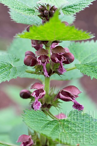 Deadnettle_Giant_deadnettle_Lamium_orvala_Side_view_of_red_coloured_flowers_growing_outdoor