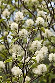 Mountain witch alder, Fothergilla major Monticola Group, White coloured blossoms on the tree.