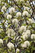 Mountain witch alder, Fothergilla major Monticola Group, White coloured blossoms on the tree.