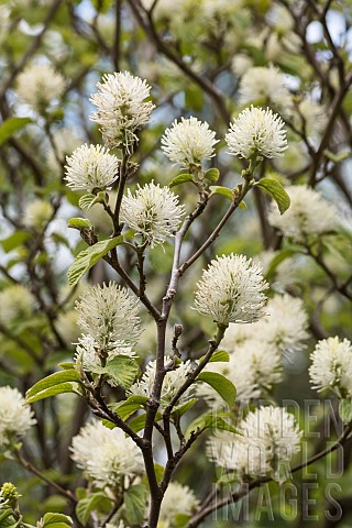 Mountain_witch_alder_Fothergilla_major_Monticola_Group_White_coloured_blossoms_on_the_tree