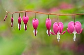 Bleeding heart, Lamprocapnos spectabilis, Pink coloured flowers growing outdoor.