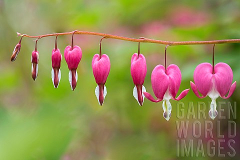 Bleeding_heart_Lamprocapnos_spectabilis_Pink_coloured_flowers_growing_outdoor