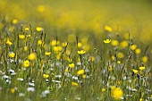 Buttercup, Meadow buttercup, Ranunculus acris, Yellow flowers in a meadow in Upper Teesdale, North Pennines, Co Durham.