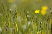Buttercup, Meadow buttercup, Ranunculus acris, Yellow flowers in a meadow in Upper Teesdale, North Pennines, Co Durham.