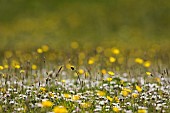 Buttercup, Meadow buttercup, Ranunculus acris, Yellow flowers in a meadow in Upper Teesdale, North Pennines, Co Durham.