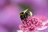 Astrantia, Masterwort, White-tailed Bumble bee, Bombus lucorum, pollinating an pink flower in a garden.