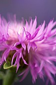 Knapweed, Centaurea, Close up of flowerhead growing outdoor.