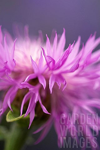 Knapweed_Centaurea_Close_up_of_flowerhead_growing_outdoor
