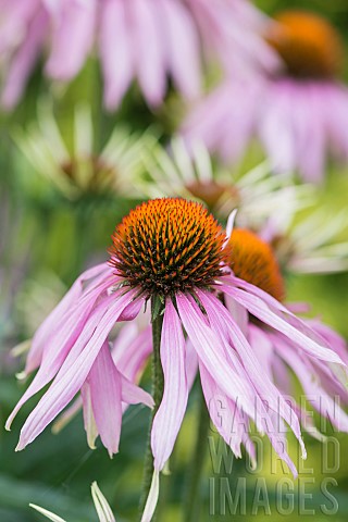 Echinacea_Coneflower_Purple_coneflower_Echinacea_purpurea_Side_view_of_spiky_flower_growing_outdoor