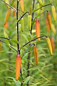 Lily, Tiger lily, Lilium lancifolium, Forest form, Unopened buds growing outdoor.