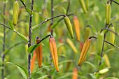 Lily, Tiger lily, Lilium lancifolium, Forest form, Unopened buds growing outdoor.