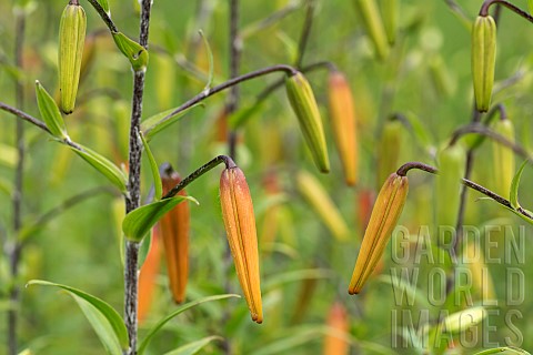 Lily_Tiger_lily_Lilium_lancifolium_Forest_form_Unopened_buds_growing_outdoor
