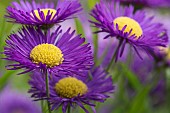 Aster, Purple Aster, Starwort, Growing outdoor in garden.