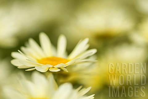 Yellow_chamomile_Anthemis_tinctoria_Yellow_coloured_flowers_in_bloom_growing_outdoor