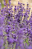 Lavender, Lavandula, White-tailed Bumble bee, Bombus lucorum, pollinating flowers in a garden.