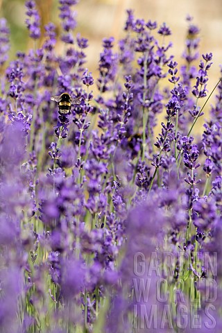 Lavender_Lavandula_Whitetailed_Bumble_bee_Bombus_lucorum_pollinating_flowers_in_a_garden