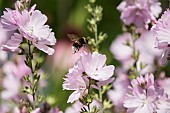 Prairie mallow, Sidalcea malviflora, White-tailed Bumble bee, Bombus lucorum, flying to pollinate pink flowers.