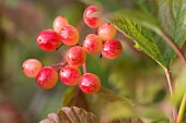 Viburnum, Guelder rose, Viburnum opulus, Close up of a cluster of red berries growing outdoor.