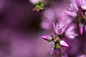 Heather, Calluna vulgaris, Close up of section purple flowers on moorland Co Durham.