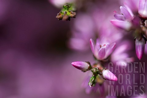 Heather_Calluna_vulgaris_Close_up_of_section_purple_flowers_on_moorland_Co_Durham