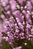 Heather, Calluna vulgaris, Close up of section purple flowers on moorland Co Durham.