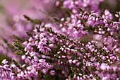 Heather, Calluna vulgaris, Close up of section purple flowers on moorland Co Durham.
