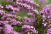 Heather, Calluna vulgaris, close up of Honey bee, Apis mellifera pollinating the flowers on moorland Co Durham.