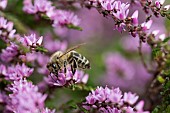 Heather, Calluna vulgaris, close up of Honey bee, Apis mellifera pollinating the flowers on moorland Co Durham.