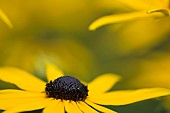 Coneflower, Black-eyed Susan, Rudbeckia, Close up of yellow flower growing outdoor.