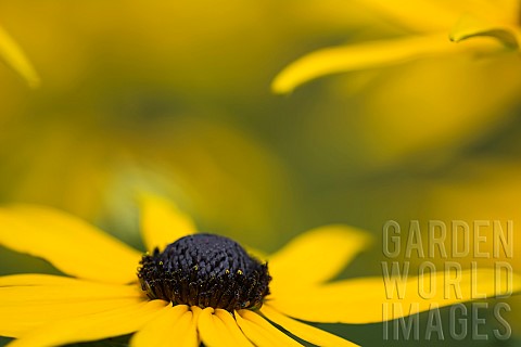 Coneflower_Blackeyed_Susan_Rudbeckia_Close_up_of_yellow_flower_growing_outdoor