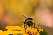 Golden Groundsel, Leopard plant Desdemona Ligularia dentata Desdemona, White-tailed Bumble bee, Bombus lucorum, covered in pollen from flowerhead.