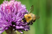 Chive, Allium schoenoprasum, Tree Bumble bee, Bombus hypnorum, pollinating purple coloured flower.