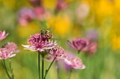 Astrantia, Masterwort, Hoverfly pollinating pink coloured flower.