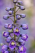 Delphinium, Delphinium elatum, Purple coloured flowers growing outdoor.