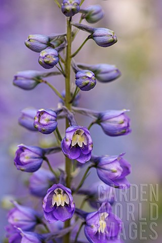 Delphinium_Delphinium_elatum_Purple_coloured_flowers_growing_outdoor