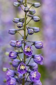 Delphinium, Delphinium elatum, Purple coloured flowers growing outdoor.