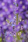 Delphinium, Delphinium elatum, Purple coloured flowers growing outdoor.