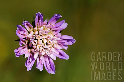Scabious_Field_scabious_Knautia_arvensis_Close_up_of_single__flowerhead_growing_in_grassland