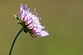 Scabious, Field scabious, Knautia arvensis, Close up of single  flowerhead growing in grassland.