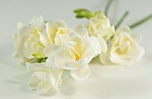 Freesia, Close up studio shot of white flowers.