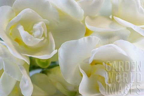 Freesia_Close_up_studio_shot_of_white_flowers