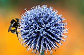 Globe thistle, Echinops orientalis, Bumble-bee Bombus terrestris, pollinating flowerhead.