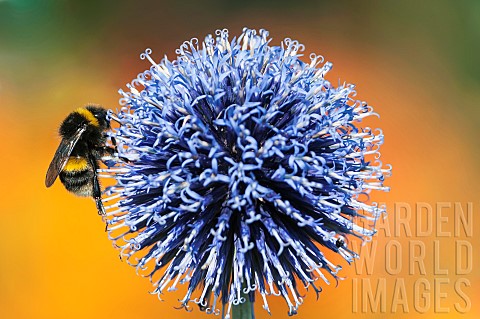 Globe_thistle_Echinops_orientalis_Bumblebee_Bombus_terrestris_pollinating_flowerhead