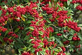 Cotoneaster, Himalayan tree cotoneaster, Cotoneaster frigidus, Plant covered in red berries.