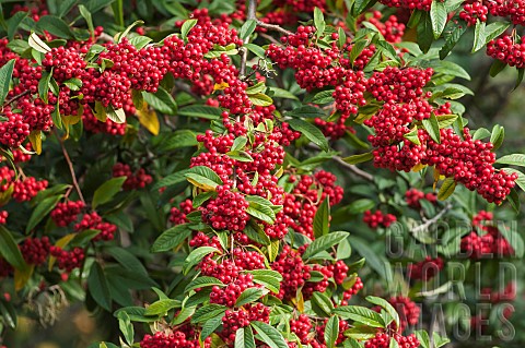Cotoneaster_Himalayan_tree_cotoneaster_Cotoneaster_frigidus_Plant_covered_in_red_berries