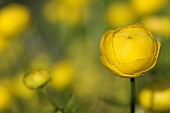 Globeflower, Trollius europaeus, Growing outdoor in bright morning sun.