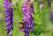 Tufted vetch, Vicia cracca, Bumble bee Bombus terrestris, pollinating purple flower in grassy area of woodland.