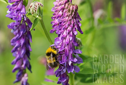Tufted_vetch_Vicia_cracca_Bumble_bee_Bombus_terrestris_pollinating_purple_flower_in_grassy_area_of_w